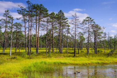 Lahemaa Milli Parkı 'ndaki Viru bataklığı (Viru Raba), Estonya' da popüler bir doğal cazibe merkezi. Bataklık ve ormanlı resimli bir manzara.