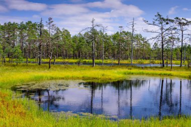 Lahemaa Milli Parkı 'ndaki Viru bataklığı (Viru Raba), Estonya' da popüler bir doğal cazibe merkezi. Bataklık ve ormanlı resimli bir manzara.