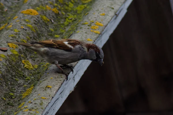 Moineau assis sur un toit — Photo