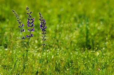 kır çiçekleri çimlerin üzerine