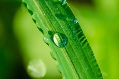 bir yaprağı çimen çiy damlası