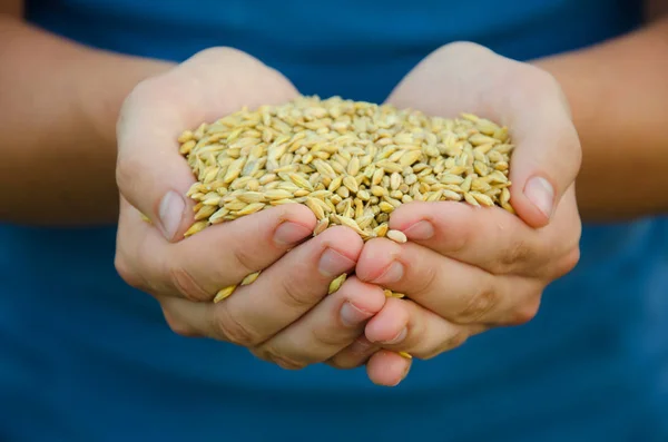 Um punhado de grãos de trigo — Fotografia de Stock
