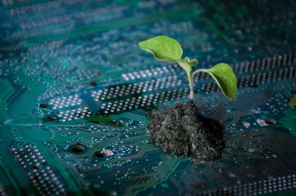 Plant groen op een Printplaat technologie — Stockfoto