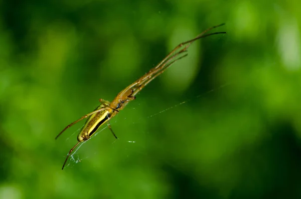 Spinne mit gelben Streifen — Stockfoto