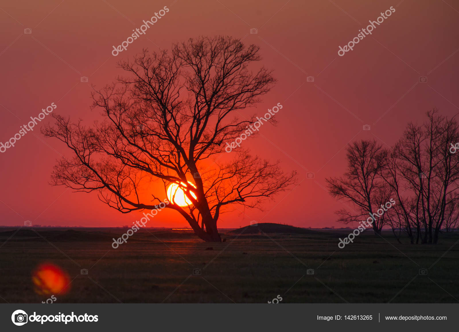 Baum Silhouette Sonnenuntergang Stockfoto C Kirill Savenko