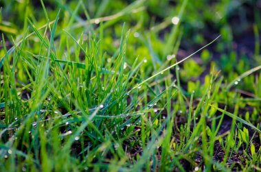 Yeşil Çimen Arkaplanı