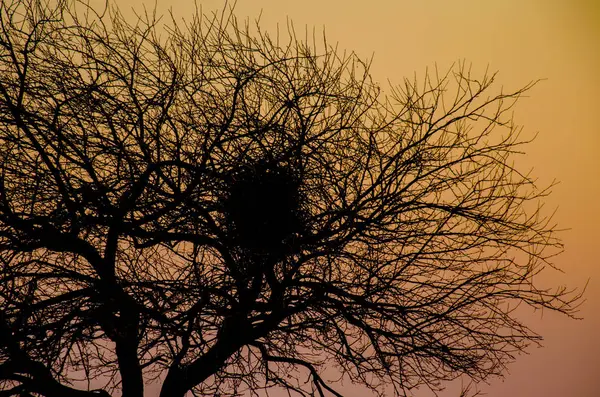 Sunset tree contour — Stock Photo, Image