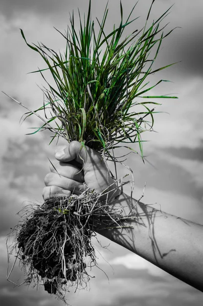 Hand som håller grönt gräs — Stockfoto