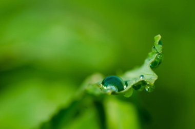 bir yaprağı çimen çiy damlası