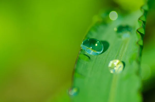 Gota de rocío sobre un pétalo de hierba — Foto de Stock