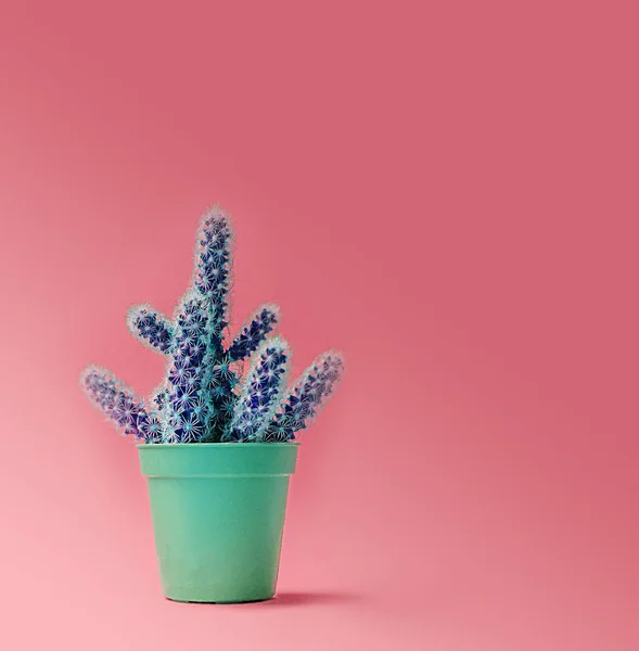 Kaktüs bir pot moda tasarım. Modaya uygun en az pop sanat stil ve pastel renkler arka plan