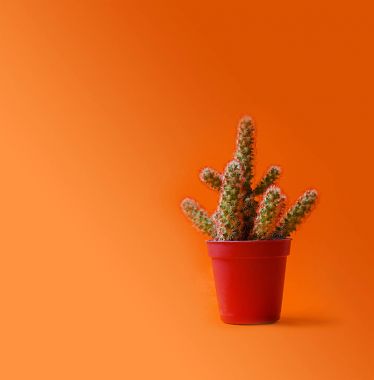 Kaktüs bir pot moda tasarım. Modaya uygun en az pop sanat stil ve pastel renkler arka plan