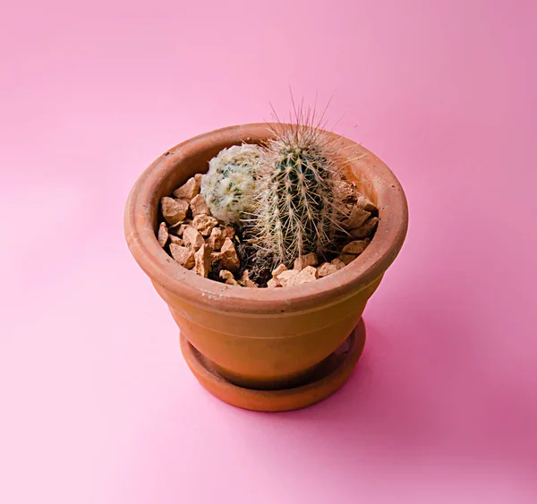 Kaktüs bir pot moda tasarım. Modaya uygun en az pop sanat stil ve pastel renkler arka plan