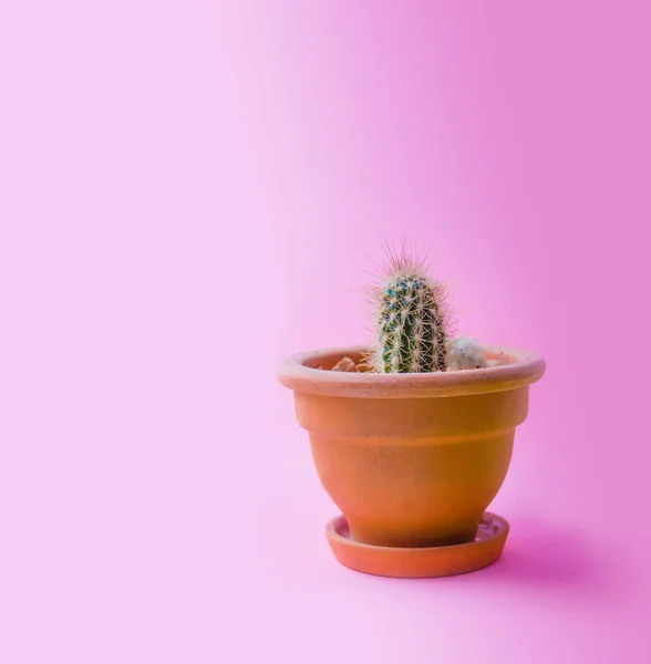 Kaktüs bir pot moda tasarım. Modaya uygun en az pop sanat stil ve pastel renkler arka plan