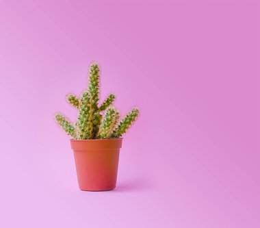Kaktüs bir pot moda tasarım. Modaya uygun en az pop sanat stil ve pastel renkler arka plan