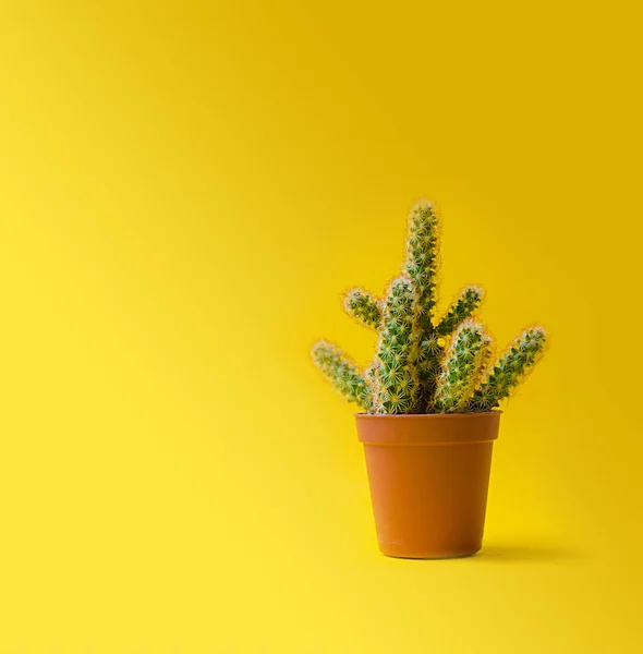 Kaktüs bir pot moda tasarım. Modaya uygun en az pop sanat stil ve pastel renkler arka plan
