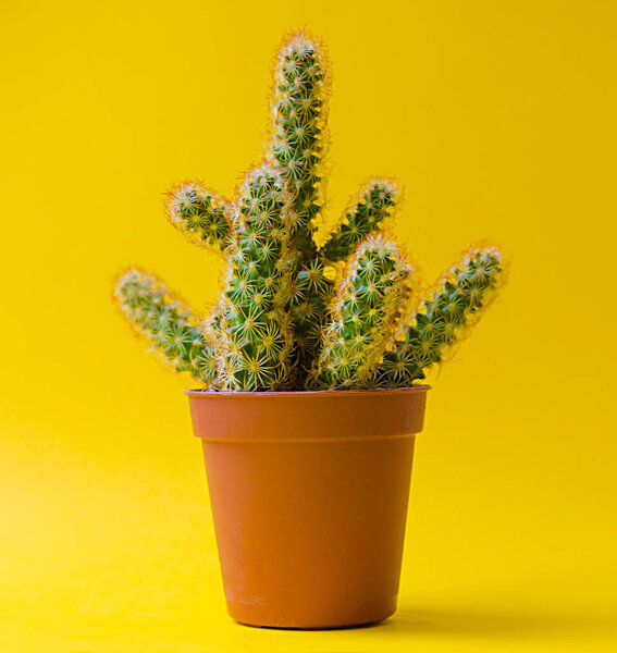 Cactus in a pot fashion design.Trendy minimal pop art style and pastel colors background