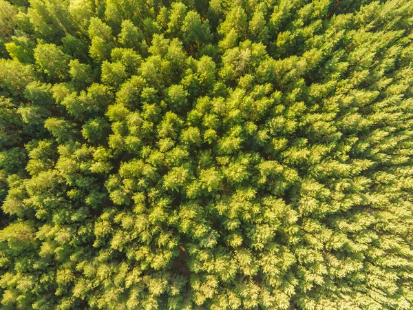 green forest trees top view