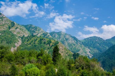 Dağ yamacındaki ladin ormanı Gökyüzünde büyük bir bulut
