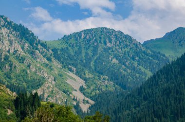 Yamaçlarda ladin ormanları olan sisli dağlar.