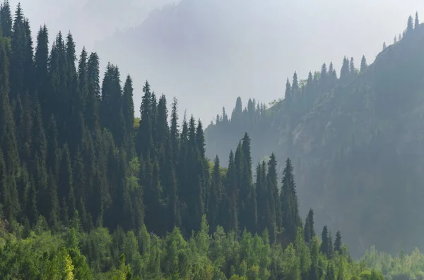 foggy mountains with spruce forests on the slopes close-up