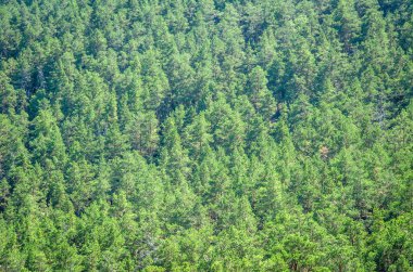 Dağ manzarası ile yeşil ağaçlar