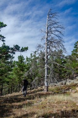 Çam ormanındaki adam