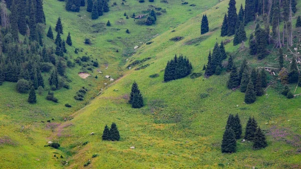 Las Montañas Los Cárpatos Naturaleza Ucraniana Vista Panorámica —  Fotos de Stock