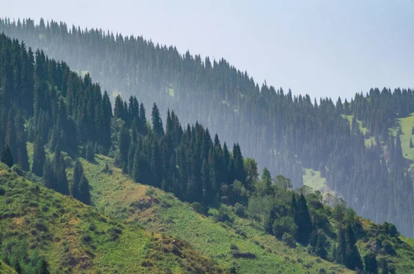 Paisaje Montaña Con Bosque — Foto de Stock