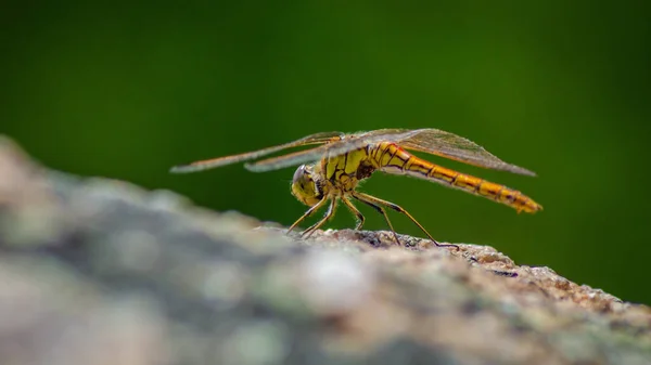 Eine Nahaufnahme Einer Drachenfliege Auf Einem Blatt — Stockfoto