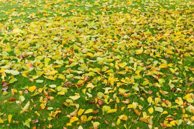 Sarı ağaçlar ve güneşli güzel sonbahar manzarası