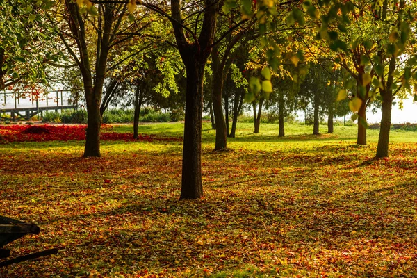 Красивый осенний пейзаж с желтыми деревьями и солнцем — стоковое фото