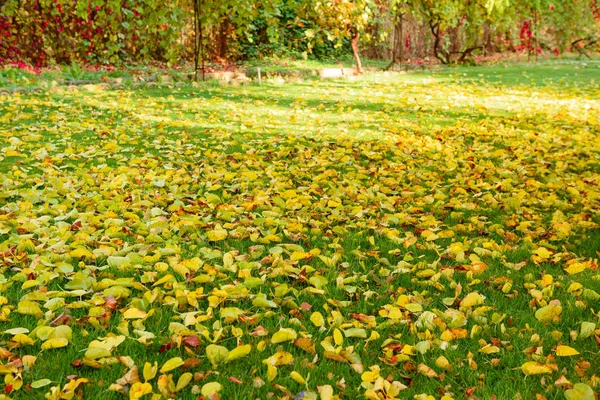 Bela paisagem de outono com árvores amarelas e sol — Fotografia de Stock