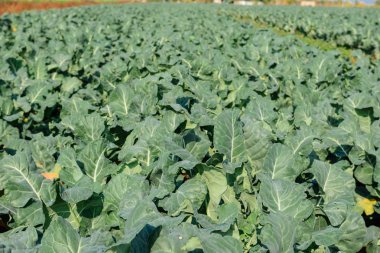 Organik bahçede taze brokoli yetişiyor.