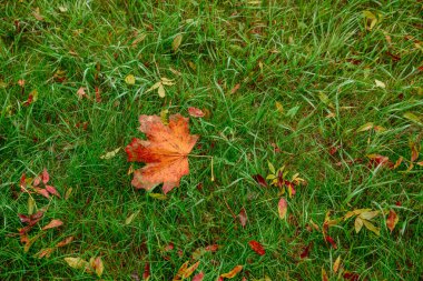 Sonbahar akçaağaç, çimlere yakın çekim yapıyor.