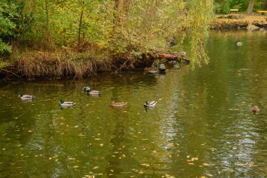 Sıcak bir sonbahar sabahında güzel bir ördek 