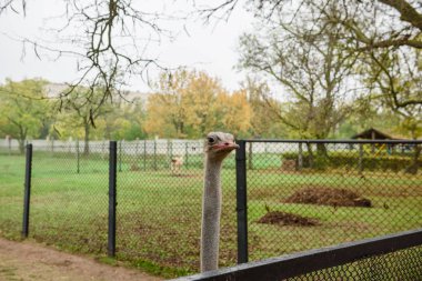 Hayvanat bahçesinde yetişkin Afrika devekuşu