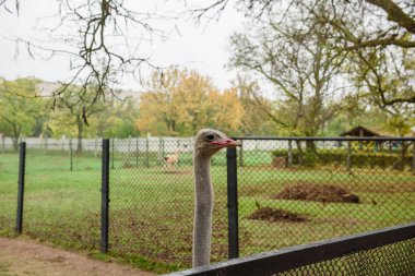 Hayvanat bahçesinde yetişkin Afrika devekuşu