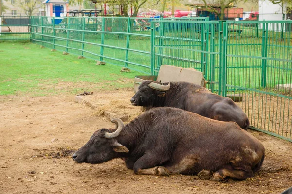 Búfalo africano adulto en el zoológico —  Fotos de Stock