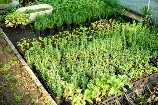 Pequeño Invernadero Para Cultivo Plantas Arbustos Flores Coagricultura Doméstica Zona —  Fotos de Stock