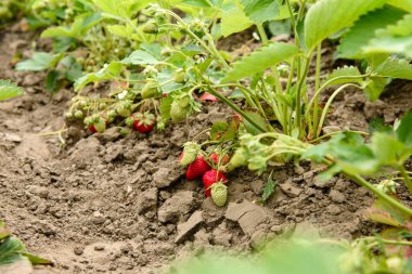 Mutfak bahçesinde yeşil yapraklı ve kırmızı meyveli çilek. Çilek tarlasında olgun çilekler
