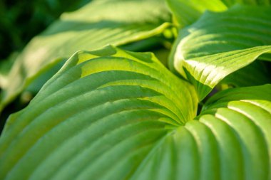 Sıcak bir yaz gününde küçük bir çiçek bahçesinde kocaman yeşil bir kalla yaprakları.