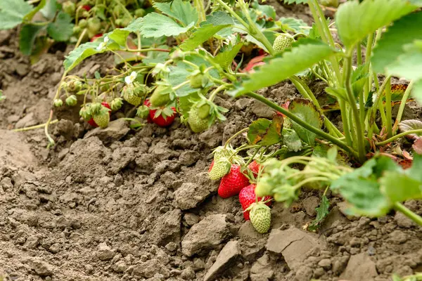 Arbusto Fresa Con Hojas Verdes Bayas Rojas Huerto Fresas Maduras — Foto de Stock