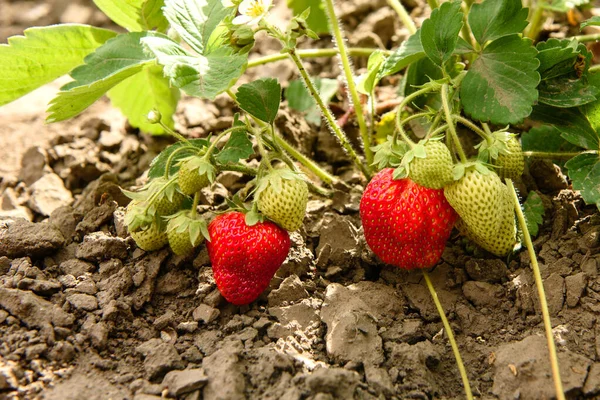 Cespuglio Fragole Con Foglie Verdi Bacche Rosse Orto Fragole Mature — Foto Stock