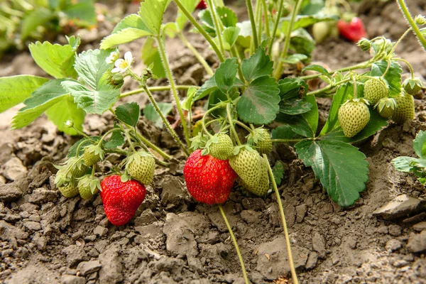 정원에 과빨간 과붉은 열매가 농장에서 딸기를 — 스톡 사진