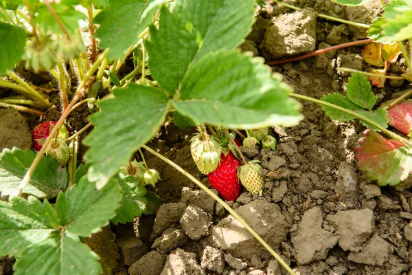 정원에 과빨간 과붉은 열매가 농장에서 딸기를 — 스톡 사진