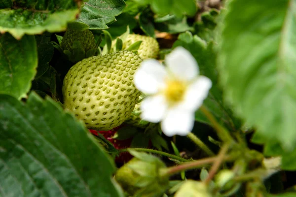 Arbusto Morango Com Folhas Verdes Bagas Vermelhas Jardim Cozinha Morangos — Fotografia de Stock