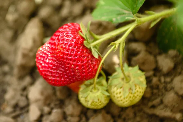 Arbusto Fresa Con Hojas Verdes Bayas Rojas Huerto Fresas Maduras — Foto de Stock