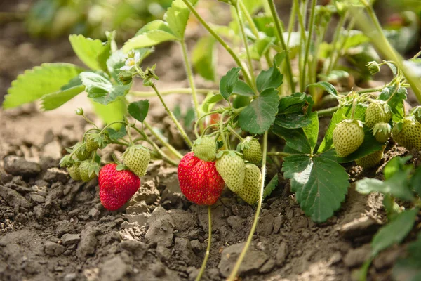 Arbusto Fresa Con Hojas Verdes Bayas Rojas Huerto Fresas Maduras — Foto de Stock