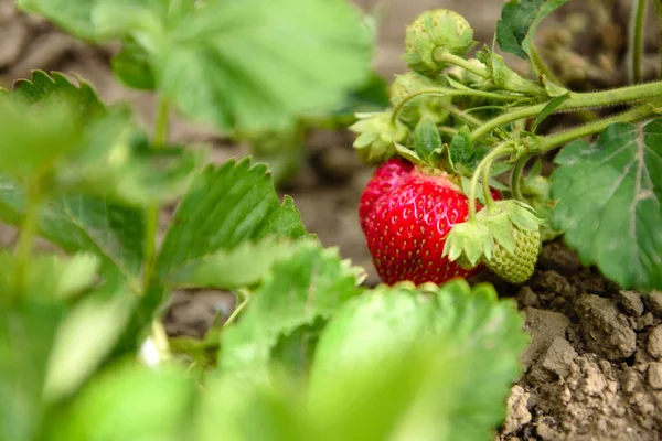 Cespuglio Fragole Con Foglie Verdi Bacche Rosse Orto Fragole Mature — Foto Stock